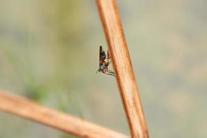 insectes vivant dans une réserve de parc naturel mangrove photo