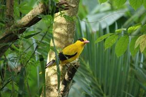 Oriole à nuque noire dans une réserve naturelle des marais de mangrove photo