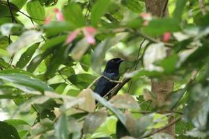 plus grand drongo à queue de raquette derrière une branche d'arbre photo