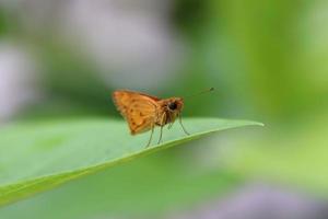 Papillon dartlet commun sur un brin d'herbe photo