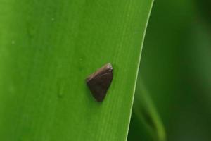 Brown petit insecte trémie plante sur une feuille verte photo