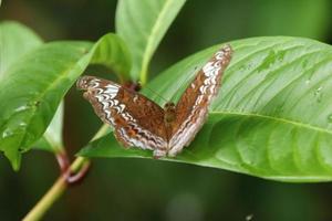 chevalier papillon bain de soleil avec les ailes déployées photo