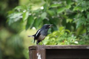 Oriental pie robin close up dans un parc photo