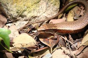 lézard scinque soleil commun se prélassant sous le soleil photo