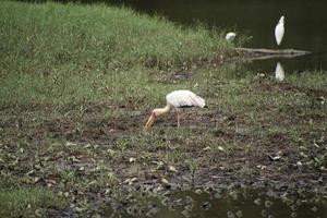 cigognes myctéries blanches se nourrissant dans une mangrove photo