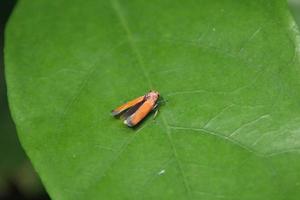 Scarabée tireur d'élite orange sur une feuille photo