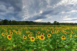 Vaste champ d'un labyrinthe de tournesols dans le comté de Sussex, New Jersey photo