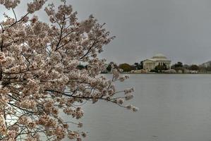 fleurs de cerisier au bassin de marée et au mémorial de jefferson au printemps à washington, dc. photo