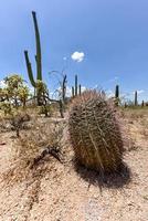 cactus massif au parc national de saguaro en arizona. photo