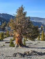 ancienne forêt de pins bristlecone photo