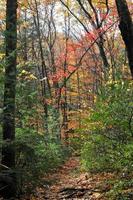 forêt d'état du mont washington au cours de l'automne. photo