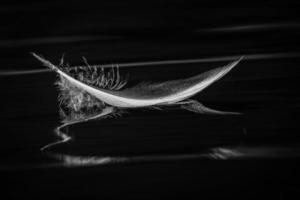 plume d'oiseau en noir et blanc photo