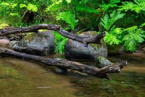 une petite rivière de forêt rocheuse en été photo