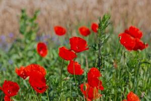 coquelicots rouges dans un champ de cultures photo