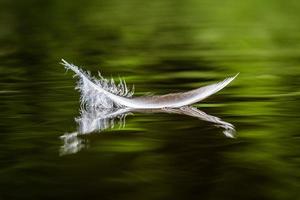 rivière en été photo