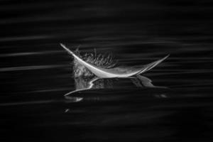 plume d'oiseau en noir et blanc photo