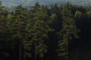 forêts de pins et d'épicéas à feuilles persistantes photo