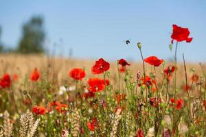 coquelicots rouges dans un champ de cultures photo