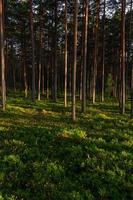 forêt au soleil photo