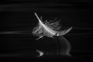 plume d'oiseau en noir et blanc photo