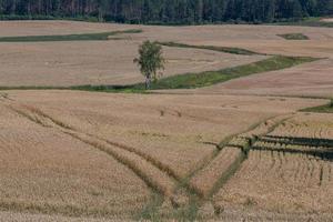 paysages d'été ruraux dans les pays baltes photo