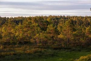 forêt au soleil photo