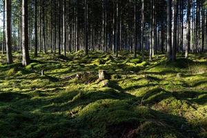 forêts de pins et d'épicéas à feuilles persistantes photo