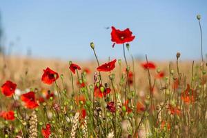 coquelicots rouges dans un champ de cultures photo