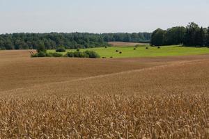 paysages d'été ruraux dans les pays baltes photo