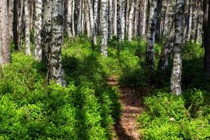 forêts de pins et d'épicéas à feuilles persistantes photo