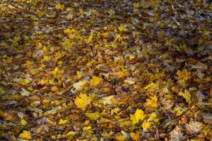 feuilles des plantes en automne photo