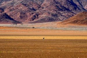 gazelle et paysage désertique - namibrand, namibie photo