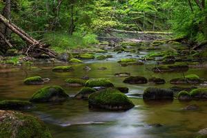 une petite rivière de forêt rocheuse en été photo