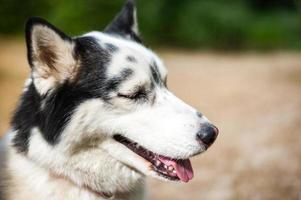 husky sibérien noir et blanc, marchant dans le champ d'été photo