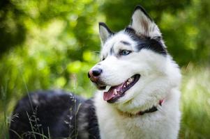 husky sibérien noir et blanc, marchant dans le champ d'été photo