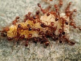 une colonie de fourmis de feu qui se nourrissent de restes dans le sable photo