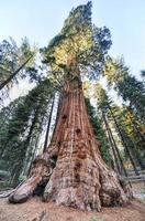 General Grant Sequoia Tree, parc national de Kings Canyon photo