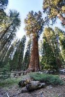 arbre séquoia général sherman photo