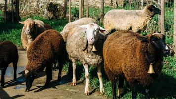 troupeau de moutons, capturé au portugal photo