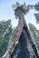 General Grant Sequoia Tree, parc national de Kings Canyon photo