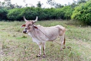 vache cubaine sur le terrain à vinales, cuba. photo