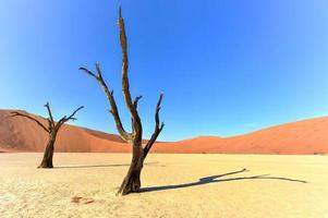 dead vlei, namibie photo