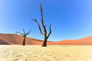 dead vlei, namibie photo