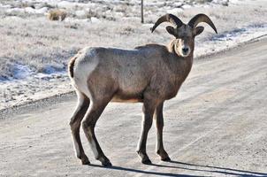 mouflon d'Amérique dans le wyoming photo