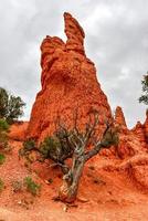 canyon rouge à dixie national forest dans l'utah, états-unis. photo