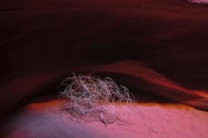 tumbleweed dans le canyon de l'antilope photo