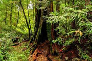 séquoia de californie photo