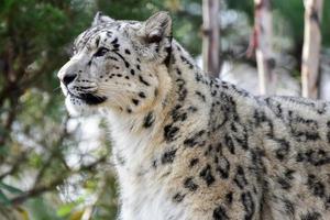 le léopard des neiges ou once est un grand félin originaire des chaînes de montagnes d'asie centrale et du sud. photo