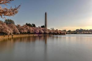 monument de washington et fleurs de cerisier au bassin de marée au printemps à washington, dc. photo