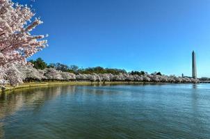 monument de washington et fleurs de cerisier au bassin de marée au printemps à washington, dc. photo